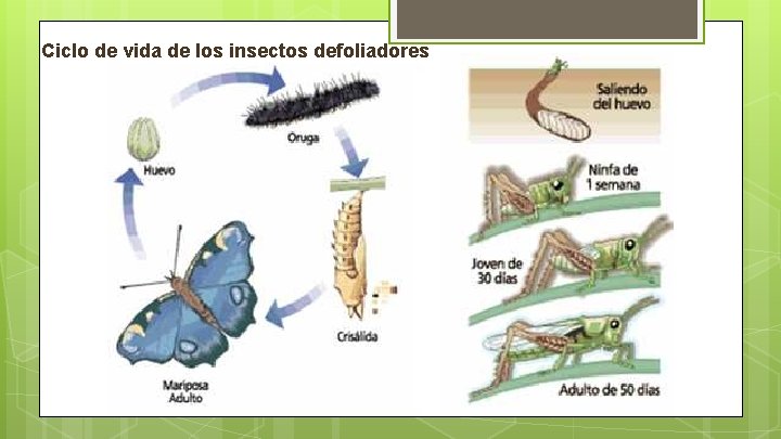 Ciclo de vida de los insectos defoliadores Ciclo de vida de los insectos defoliadores