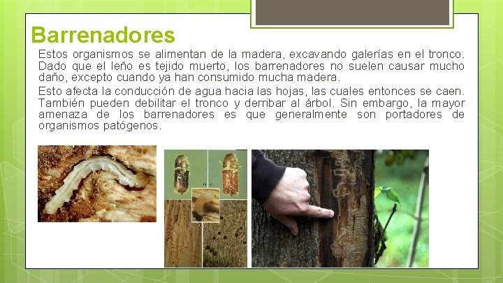 Barrenadores Estos organismos se alimentan de la madera, excavando galerías en el tronco. Dado Barrenadores Estos organismos se alimentan de la madera, excavando galerías en el tronco. Dado