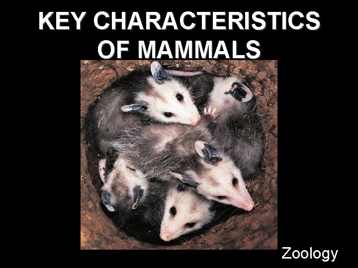 KEY CHARACTERISTICS OF MAMMALS Zoology 