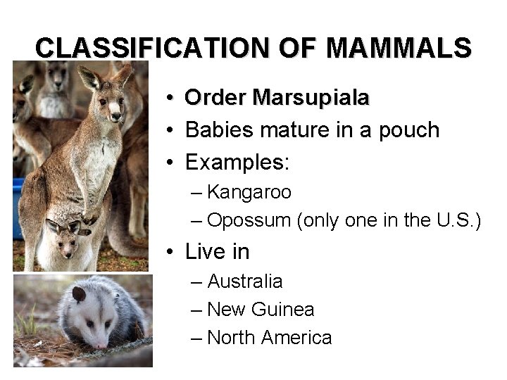 CLASSIFICATION OF MAMMALS • Order Marsupiala • Babies mature in a pouch • Examples: