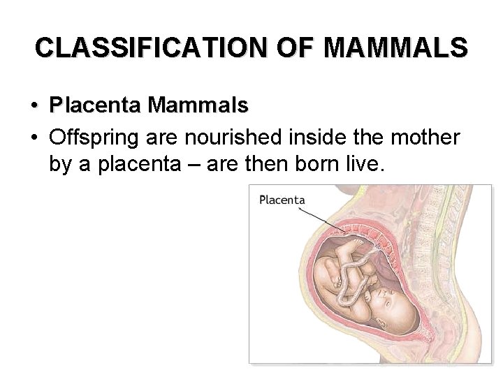 CLASSIFICATION OF MAMMALS • Placenta Mammals • Offspring are nourished inside the mother by