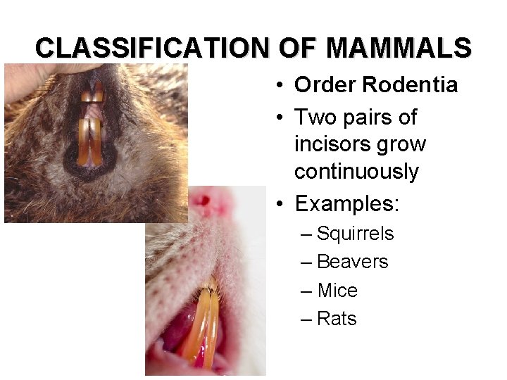 CLASSIFICATION OF MAMMALS • Order Rodentia • Two pairs of incisors grow continuously •