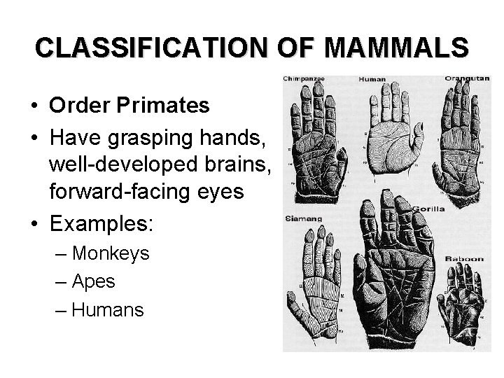 CLASSIFICATION OF MAMMALS • Order Primates • Have grasping hands, well-developed brains, forward-facing eyes