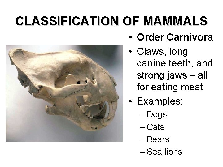 CLASSIFICATION OF MAMMALS • Order Carnivora • Claws, long canine teeth, and strong jaws