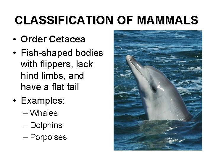 CLASSIFICATION OF MAMMALS • Order Cetacea • Fish-shaped bodies with flippers, lack hind limbs,