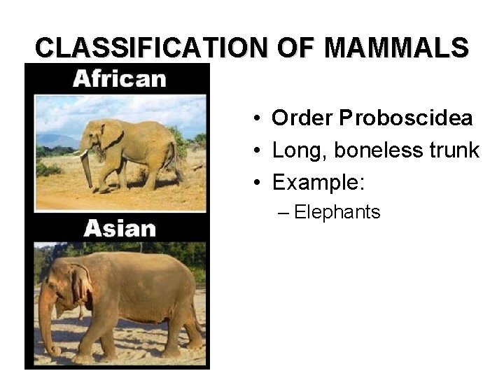 CLASSIFICATION OF MAMMALS • Order Proboscidea • Long, boneless trunk • Example: – Elephants
