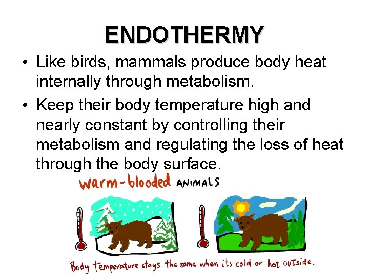 ENDOTHERMY • Like birds, mammals produce body heat internally through metabolism. • Keep their