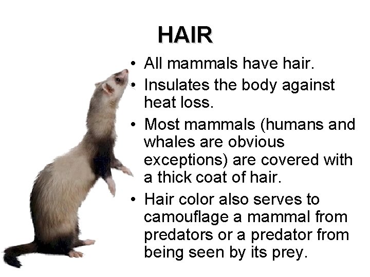 HAIR • All mammals have hair. • Insulates the body against heat loss. •