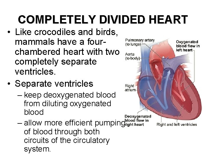 COMPLETELY DIVIDED HEART • Like crocodiles and birds, mammals have a fourchambered heart with