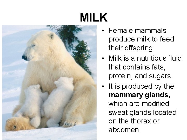 MILK • Female mammals produce milk to feed their offspring. • Milk is a