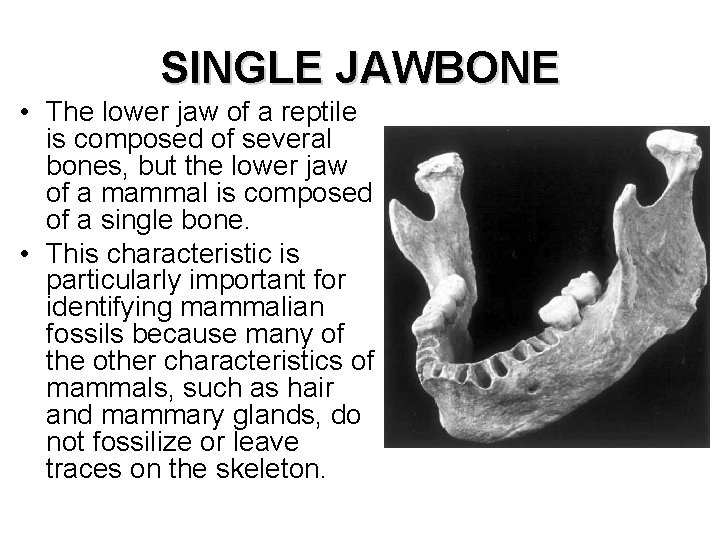 SINGLE JAWBONE • The lower jaw of a reptile is composed of several bones,