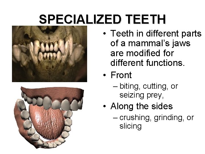 SPECIALIZED TEETH • Teeth in different parts of a mammal’s jaws are modified for