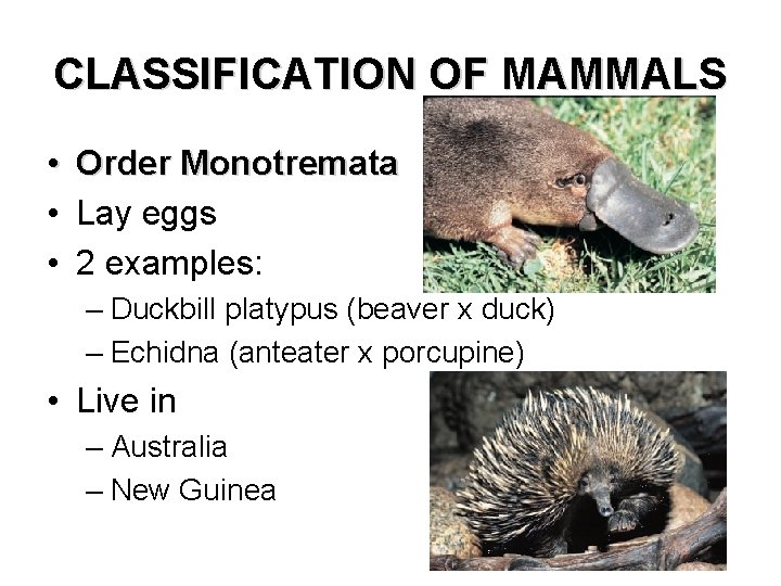 CLASSIFICATION OF MAMMALS • Order Monotremata • Lay eggs • 2 examples: – Duckbill