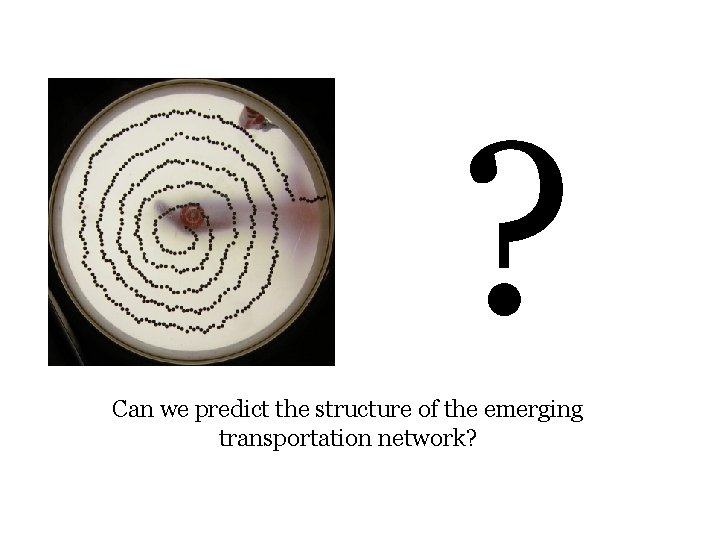 ? Can we predict the structure of the emerging transportation network? 