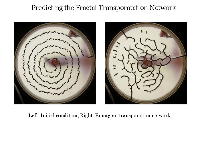 Predicting the Fractal Transporatation Network Left: Initial condition, Right: Emergent transporation network 