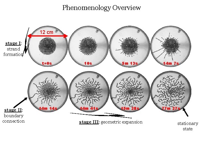 Phenomenology Overview 12 cm stage I: strand formation stage II: boundary connection t=0 s