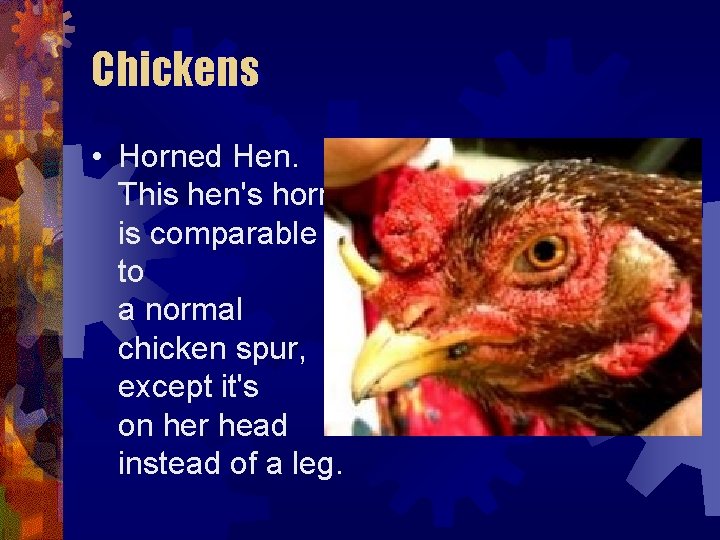 Chickens • Horned Hen. This hen's horn is comparable to a normal chicken spur, Chickens • Horned Hen. This hen's horn is comparable to a normal chicken spur,