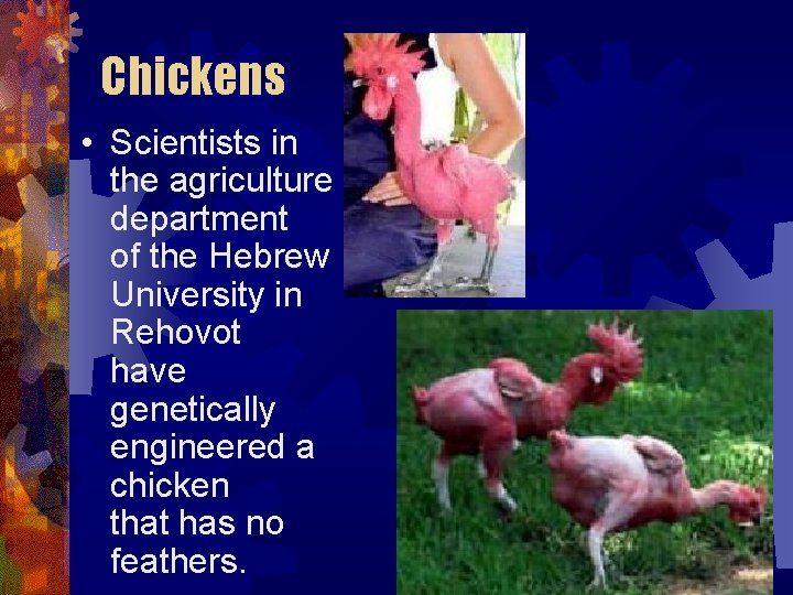 Chickens • Scientists in the agriculture department of the Hebrew University in Rehovot have Chickens • Scientists in the agriculture department of the Hebrew University in Rehovot have