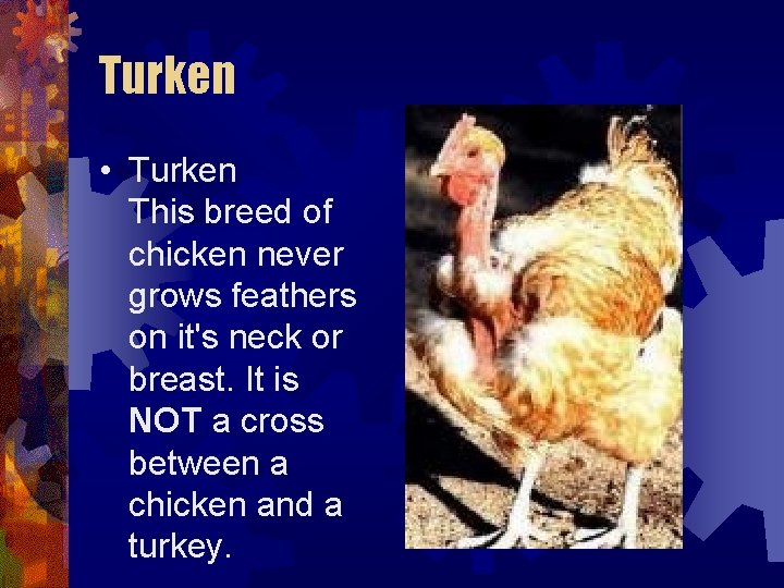 Turken • Turken This breed of chicken never grows feathers on it's neck or Turken • Turken This breed of chicken never grows feathers on it's neck or