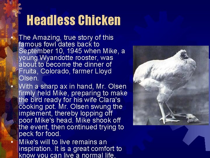 Headless Chicken • The Amazing, true story of this famous fowl dates back to Headless Chicken • The Amazing, true story of this famous fowl dates back to
