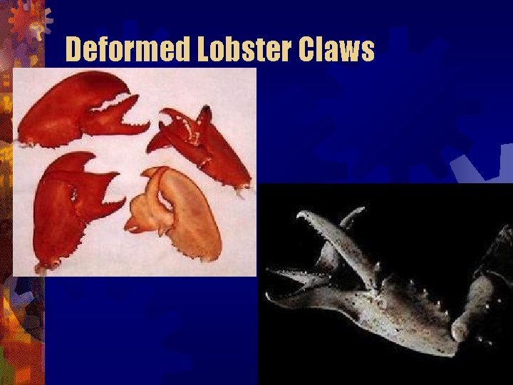Deformed Lobster Claws Deformed Lobster Claws