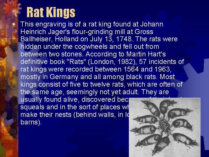 Rat Kings • This engraving is of a rat king found at Johann Heinrich Rat Kings • This engraving is of a rat king found at Johann Heinrich