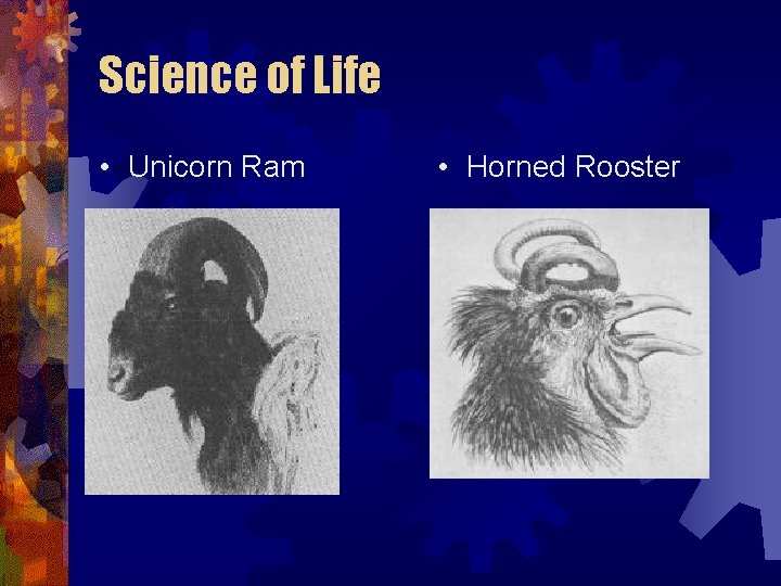 Science of Life • Unicorn Ram • Horned Rooster Science of Life • Unicorn Ram • Horned Rooster