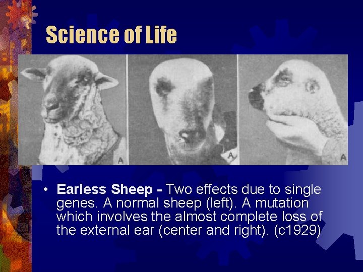 Science of Life • Earless Sheep - Two effects due to single genes. A Science of Life • Earless Sheep - Two effects due to single genes. A
