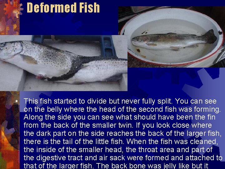 Deformed Fish • This fish started to divide but never fully split. You can Deformed Fish • This fish started to divide but never fully split. You can