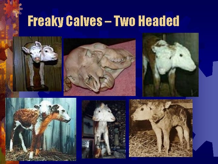 Freaky Calves – Two Headed Freaky Calves – Two Headed