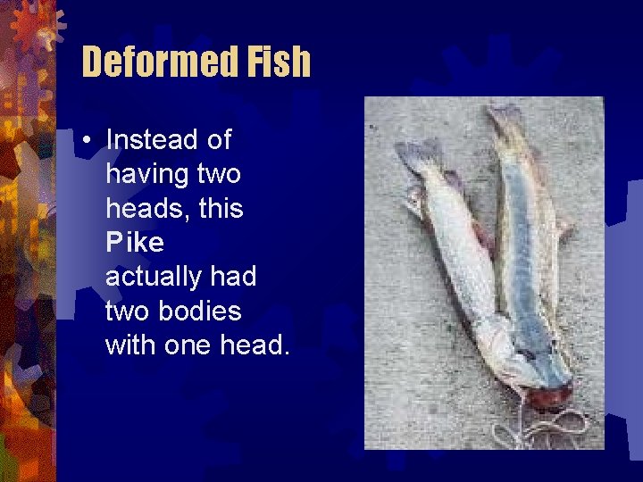 Deformed Fish • Instead of having two heads, this Pike actually had two bodies Deformed Fish • Instead of having two heads, this Pike actually had two bodies