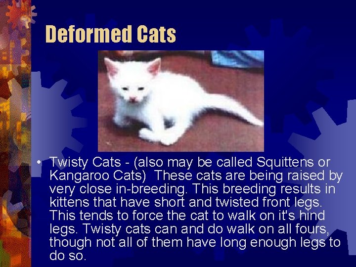 Deformed Cats • Twisty Cats - (also may be called Squittens or Kangaroo Cats) Deformed Cats • Twisty Cats - (also may be called Squittens or Kangaroo Cats)