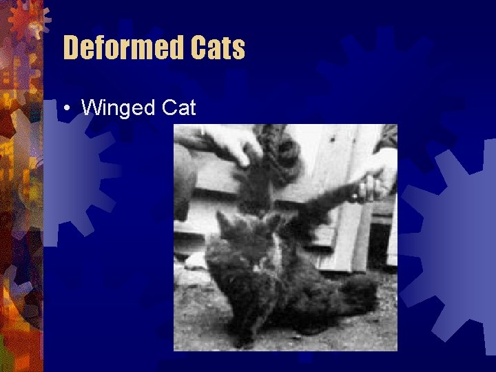 Deformed Cats • Winged Cat Deformed Cats • Winged Cat