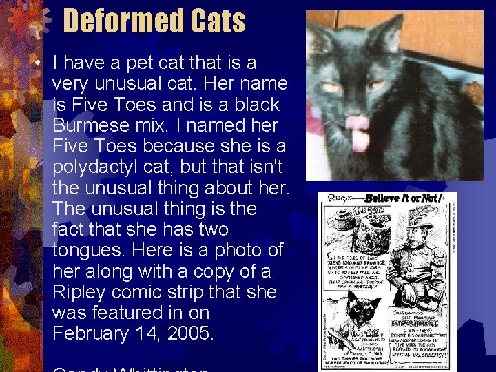 Deformed Cats • I have a pet cat that is a very unusual cat. Deformed Cats • I have a pet cat that is a very unusual cat.