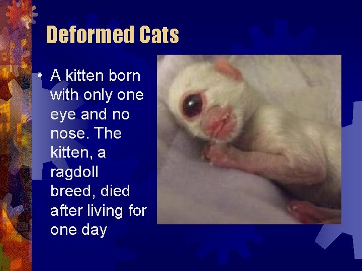 Deformed Cats • A kitten born with only one eye and no nose. The Deformed Cats • A kitten born with only one eye and no nose. The