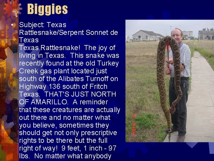 Biggies • Subject: Texas Rattlesnake/Serpent Sonnet de Texas Rattlesnake! The joy of living in Biggies • Subject: Texas Rattlesnake/Serpent Sonnet de Texas Rattlesnake! The joy of living in