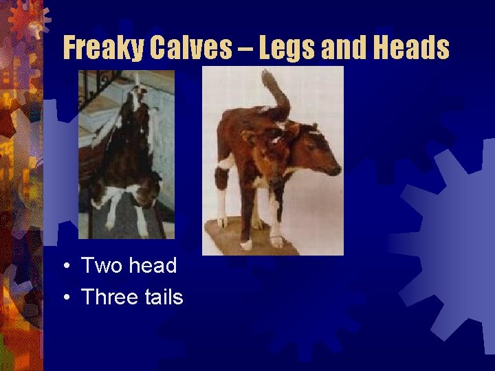 Freaky Calves – Legs and Heads • Two head • Three tails Freaky Calves – Legs and Heads • Two head • Three tails