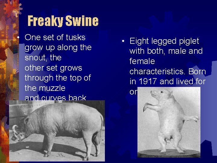 Freaky Swine • One set of tusks grow up along the snout, the other Freaky Swine • One set of tusks grow up along the snout, the other