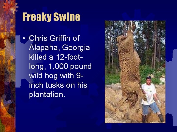 Freaky Swine • Chris Griffin of Alapaha, Georgia killed a 12 -footlong, 1, 000 Freaky Swine • Chris Griffin of Alapaha, Georgia killed a 12 -footlong, 1, 000