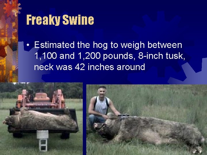 Freaky Swine • Estimated the hog to weigh between 1, 100 and 1, 200 Freaky Swine • Estimated the hog to weigh between 1, 100 and 1, 200