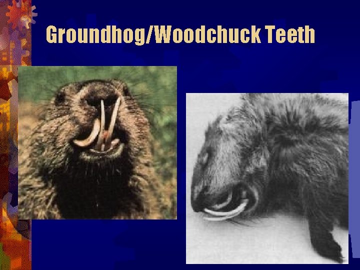 Groundhog/Woodchuck Teeth Groundhog/Woodchuck Teeth