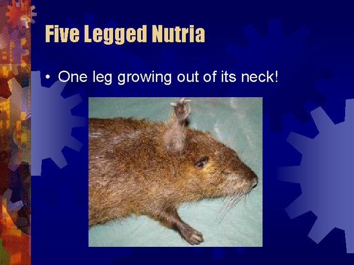 Five Legged Nutria • One leg growing out of its neck! Five Legged Nutria • One leg growing out of its neck!