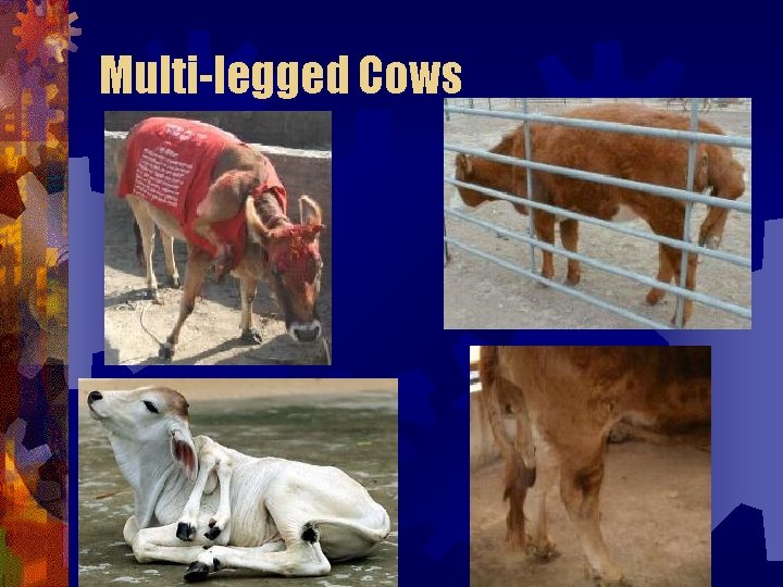 Multi-legged Cows Multi-legged Cows