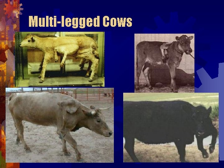 Multi-legged Cows Multi-legged Cows