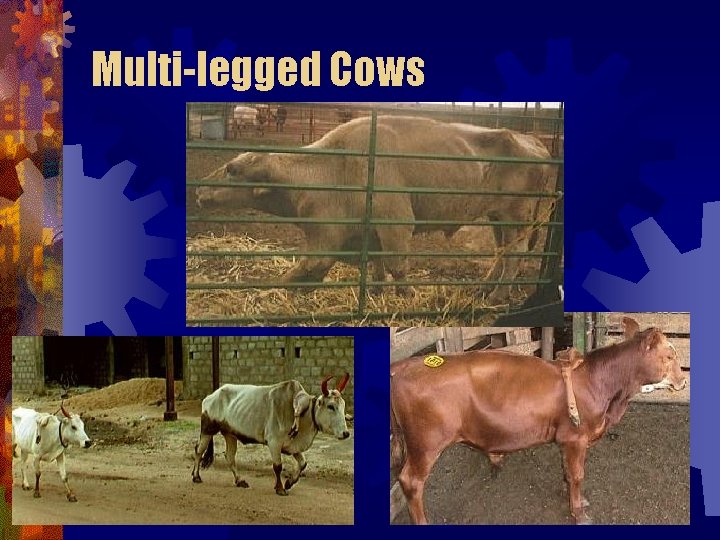 Multi-legged Cows Multi-legged Cows