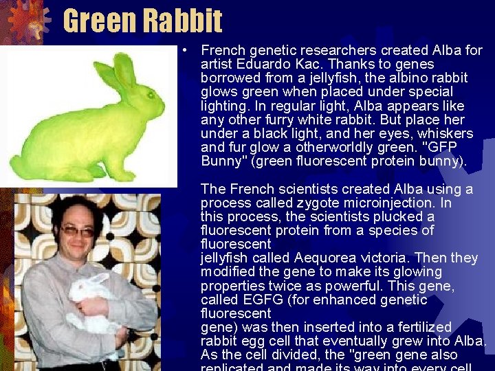 Green Rabbit • French genetic researchers created Alba for artist Eduardo Kac. Thanks to Green Rabbit • French genetic researchers created Alba for artist Eduardo Kac. Thanks to
