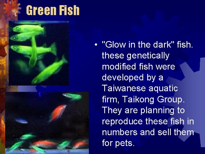 Green Fish • "Glow in the dark" fish. these genetically modified fish were developed Green Fish • "Glow in the dark" fish. these genetically modified fish were developed