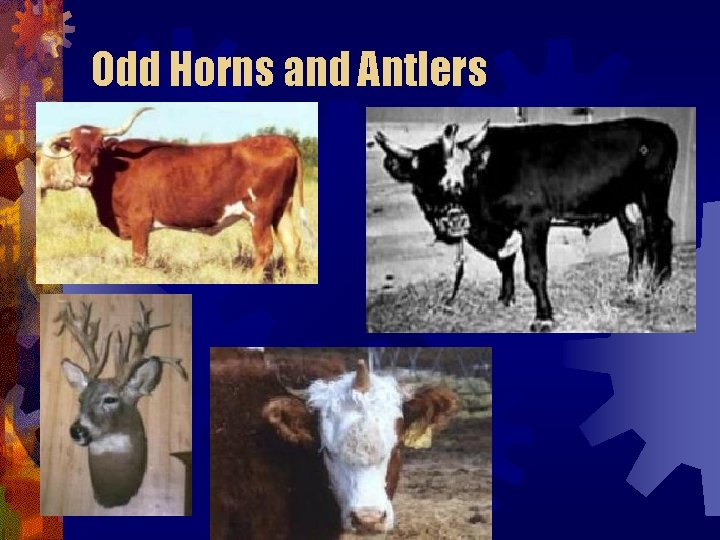 Odd Horns and Antlers Odd Horns and Antlers