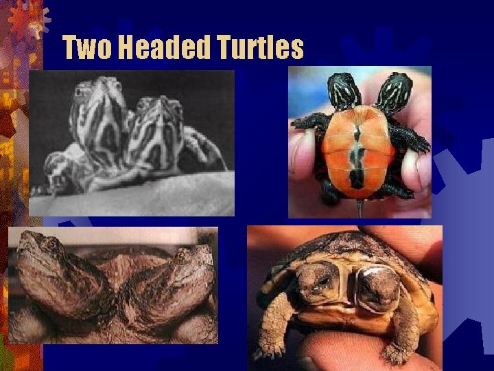Two Headed Turtles Two Headed Turtles