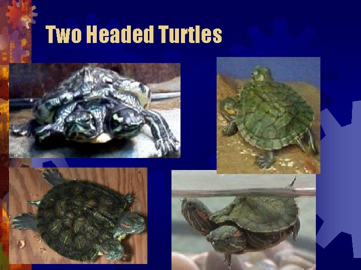 Two Headed Turtles Two Headed Turtles